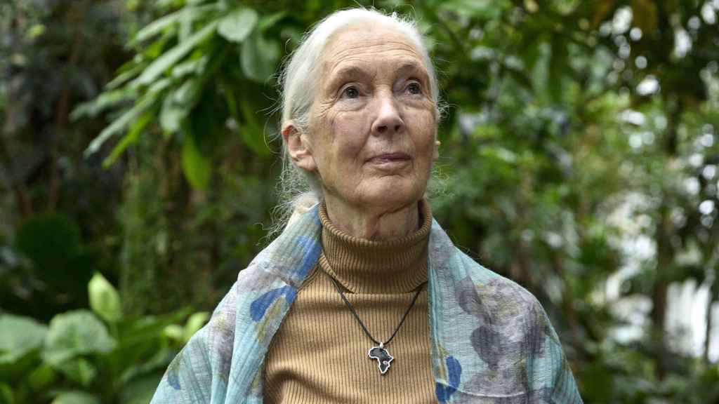 Imagen de archivo de la primatóloga Jane Goodall.