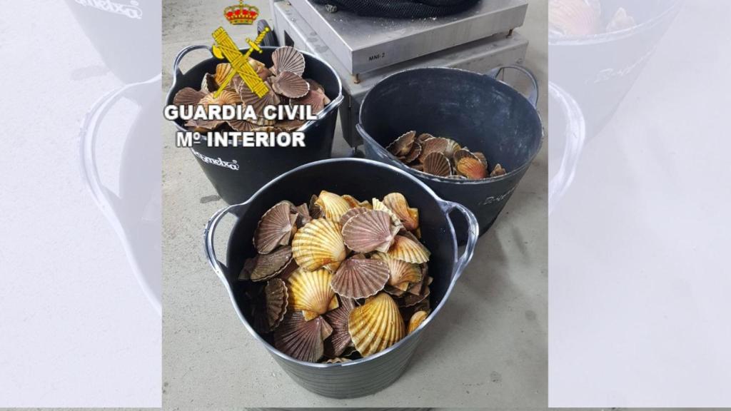 Vieiras incautadas en A Pobra do Caramiñal