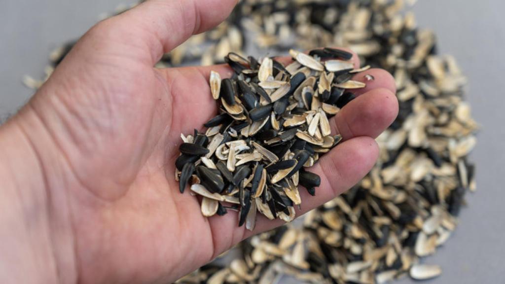 Todos los usos de las cáscaras de pipas que no conocías.