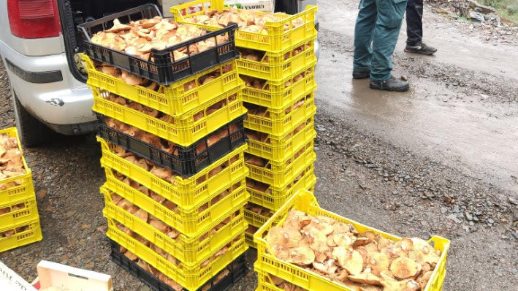 Cargamento de setas. Foto: Guardia Civil.