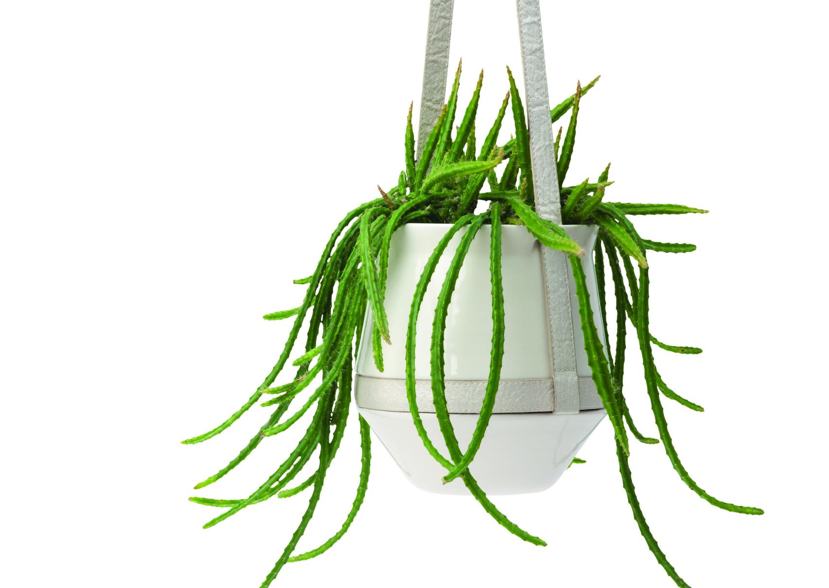 Macetero colgante Plantcloud, de Bas.