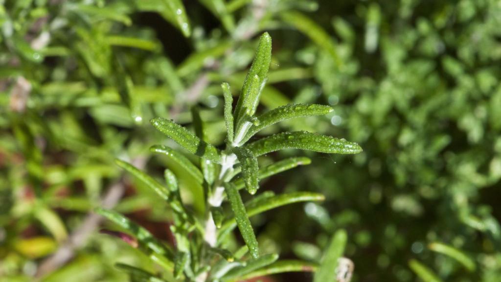El romero es una de las más populares y se puede cultivar en casa sin demasiados problemas.