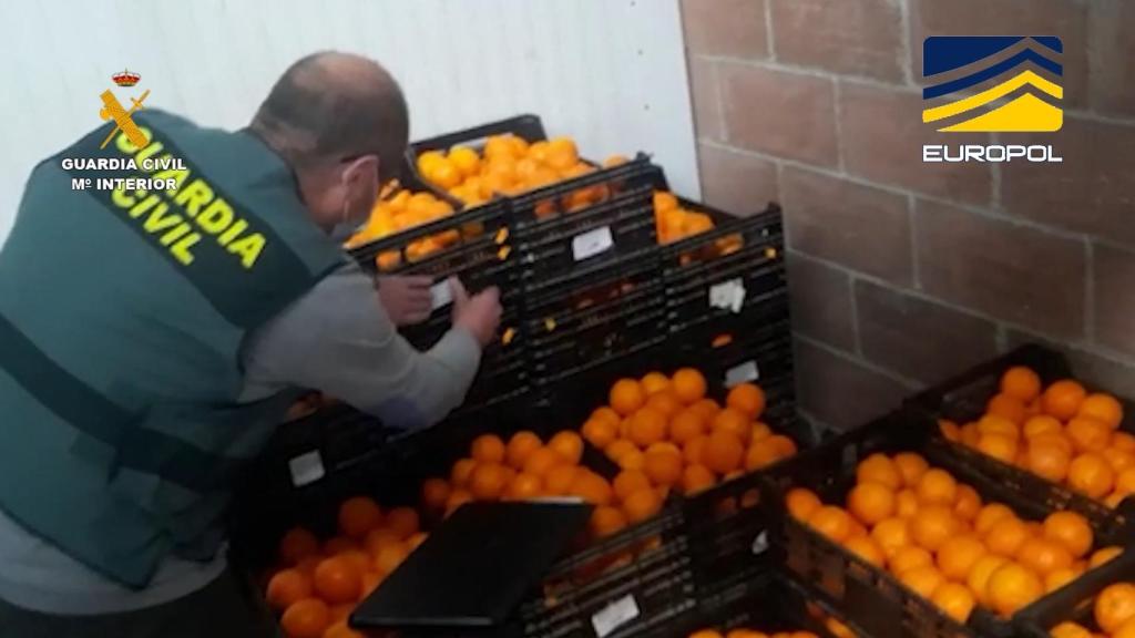 Parte de la mercancía (naranjas) que ha sido incautada en Alicante.