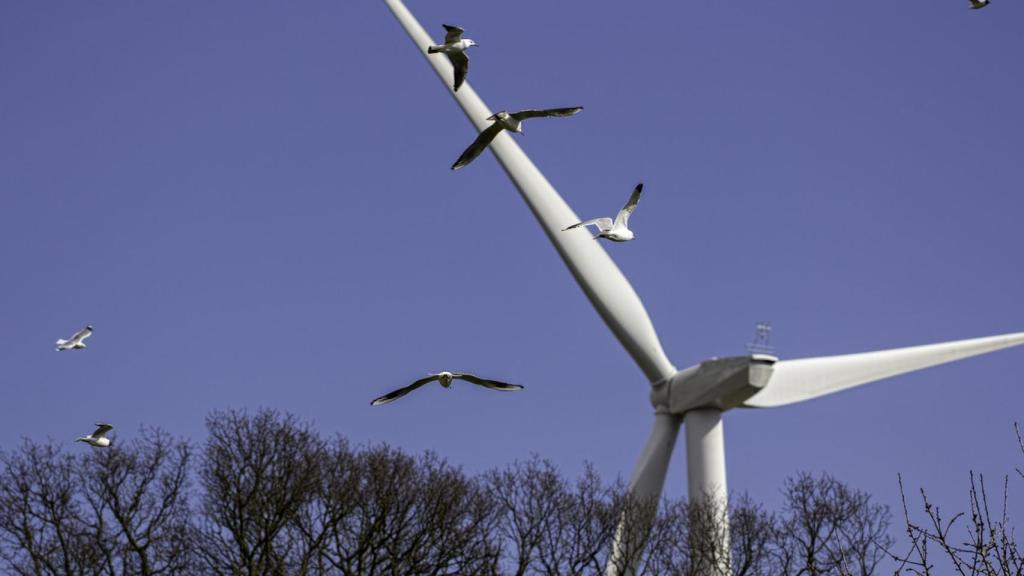 Foto de archivo de aves volando alrededor de un aerogenerador.