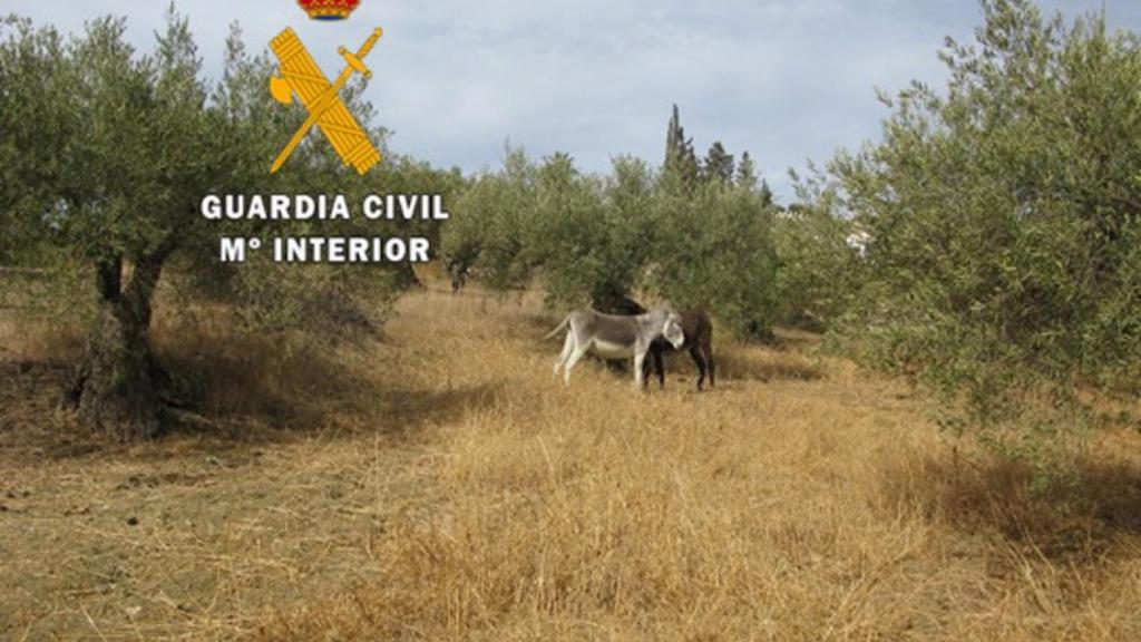 Imagen de uno de los burros abandonados en Coín.
