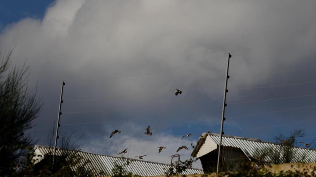 Aves en la granja de visones de Carral.