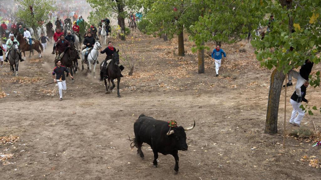 Imagen de Rompesuelas en el Toro de la Vega de 2015.