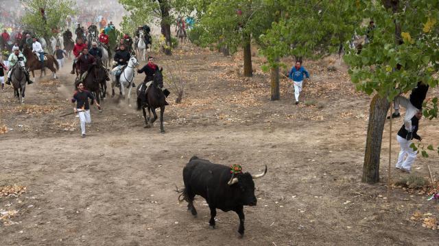 Imagen de Rompesuelas en el Toro de la Vega de 2015.