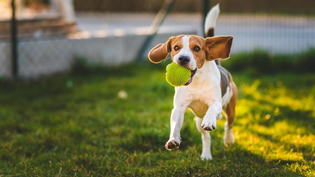 Un perro de raza Beagle jugando en un parque canino.