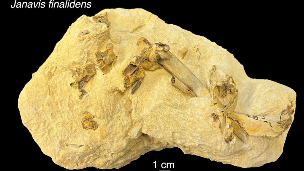 Fósil de Janavis. Dr Juan Benito and Dr Daniel Field, University of Cambridge.