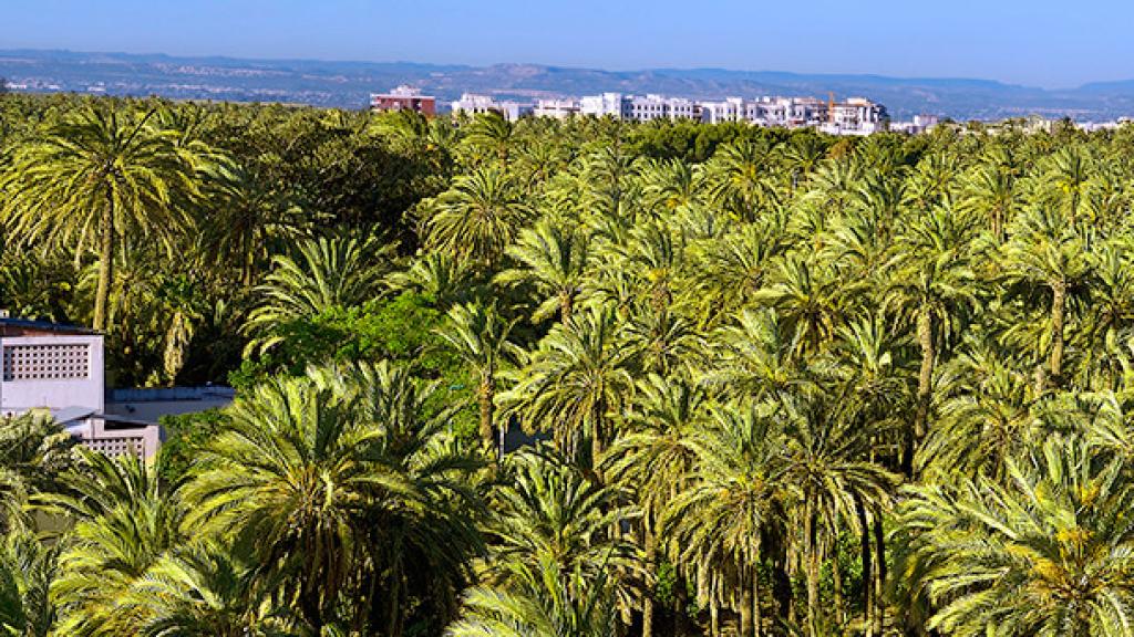 Imagen aérea del Palmeral de Elche.