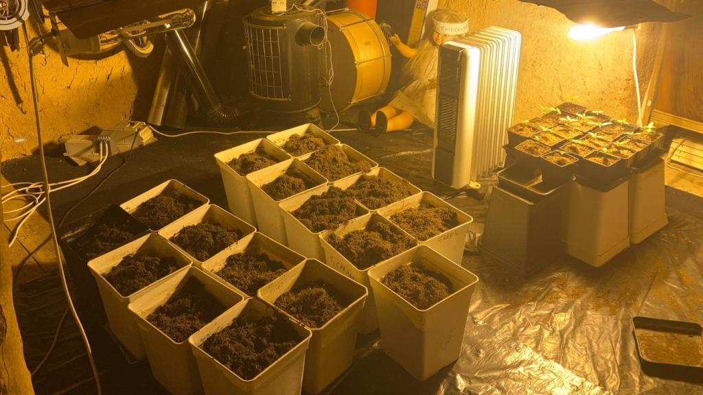 Las plantas de marihuana incautadas en la provincia de Soria
