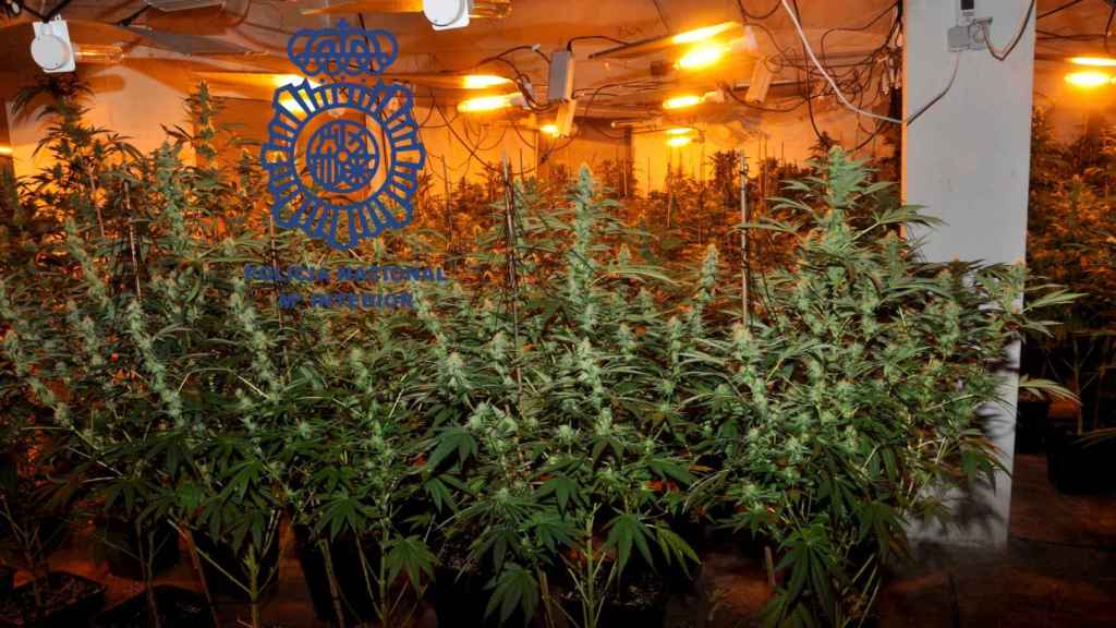 Nave con la plantación de marihuana en Pontevedra.