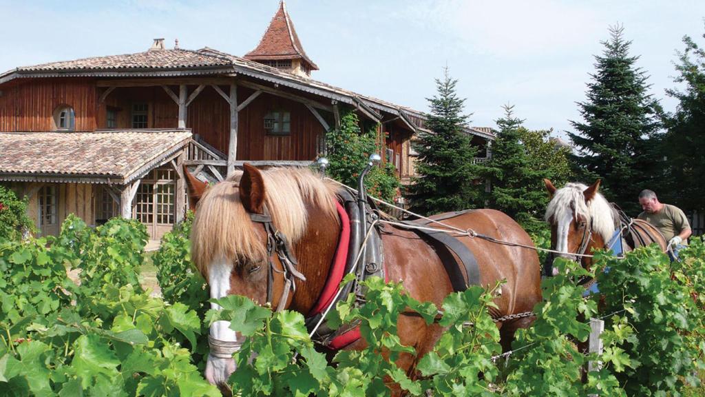 Château Smith Haut Lafitte