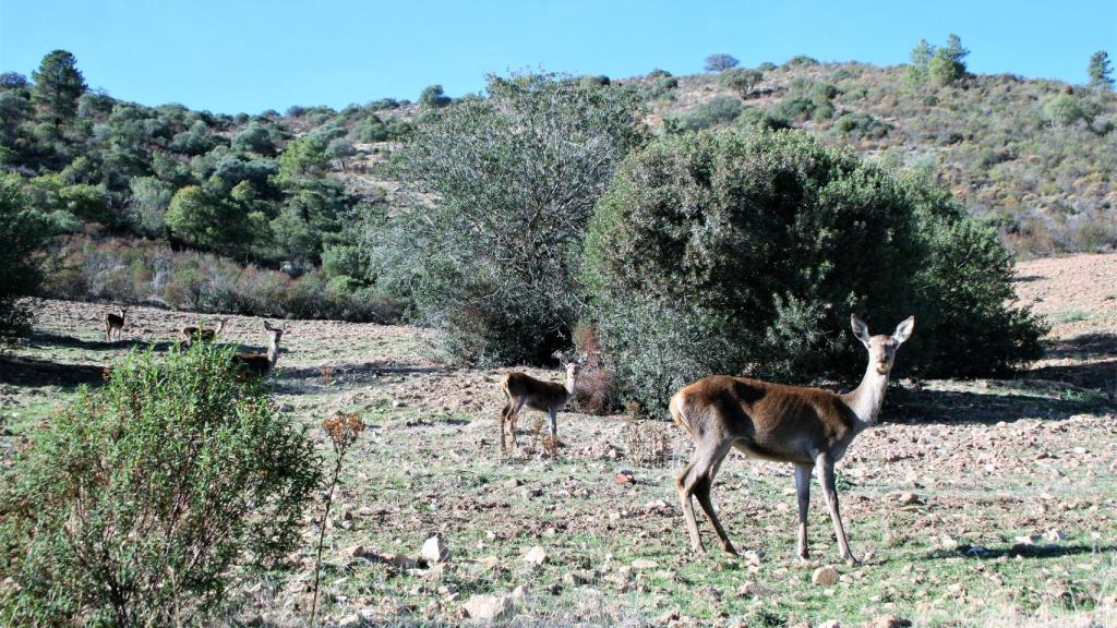 Ciervos a la entrada del almacén de El Cabril.