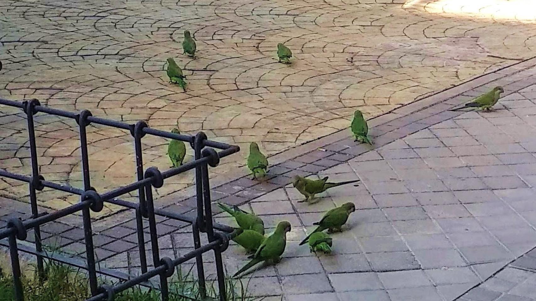 Imagen de un nido de cotorras argentinas sobre el tronco de un árbol.