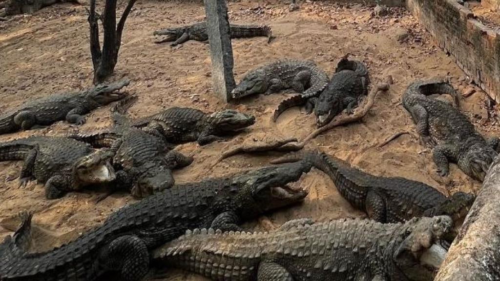 Cocodrilos en el CrocBank (Chennai).