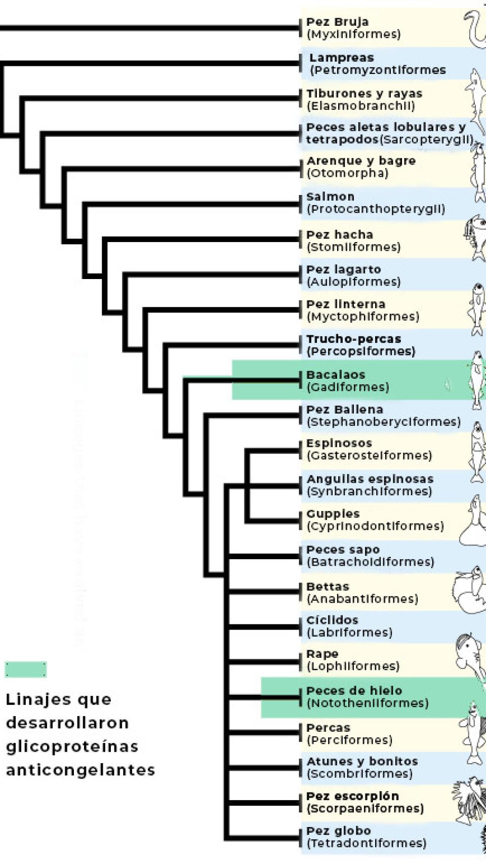 Peces con proteínas anticongelantes