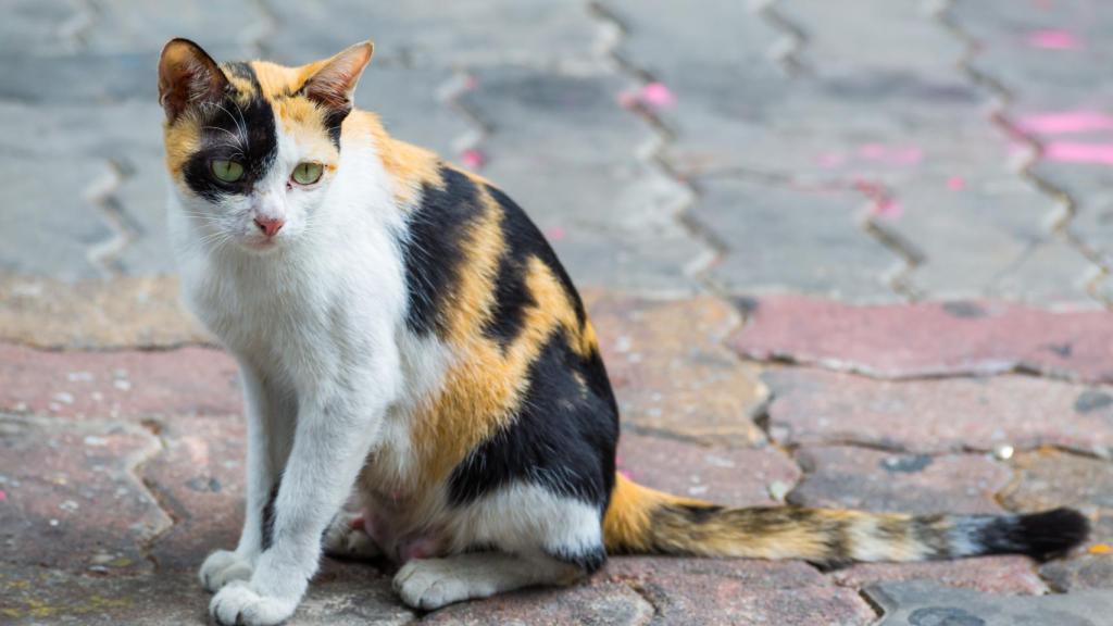 Imagen de archivo de un gato en situación de abandono.