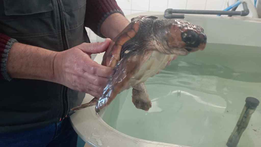 La tortuga Nemiña en las instalaciones del Igafa.