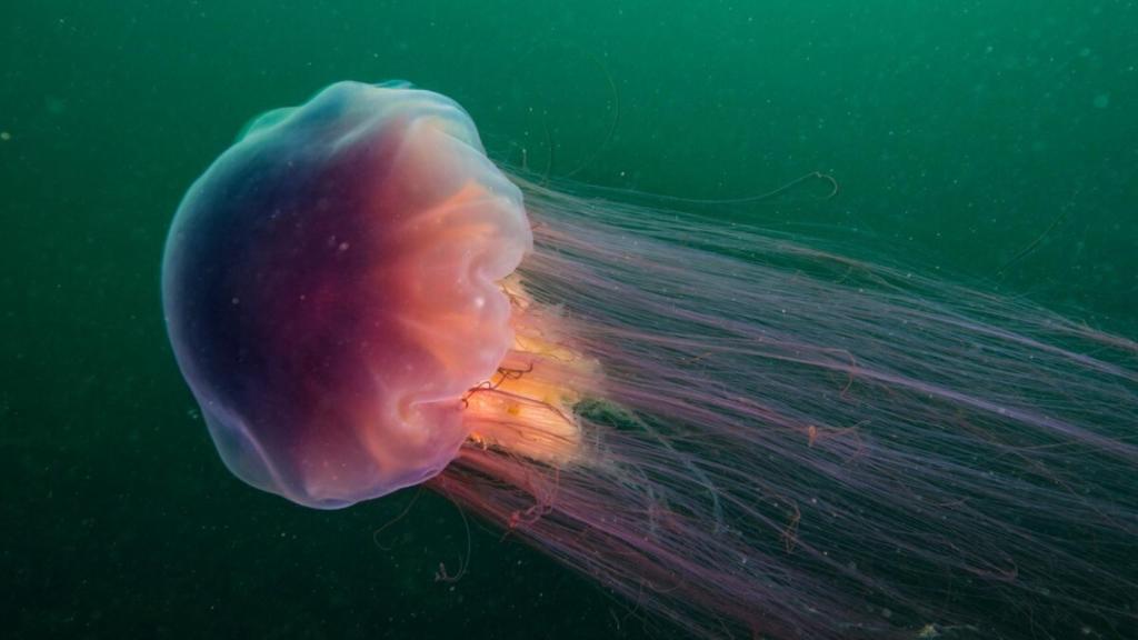 Imagen medusa melena león