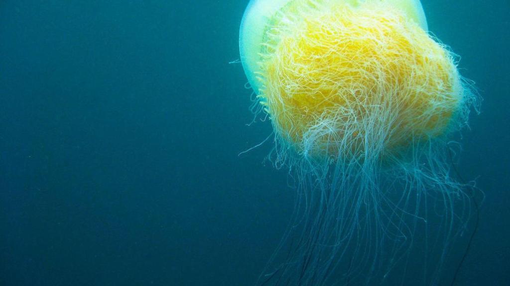 Imagen medusa nomura