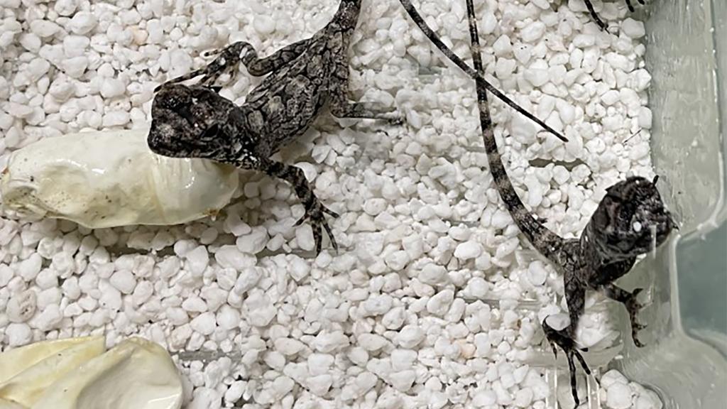 Las crías de lagarto de Gorguera.