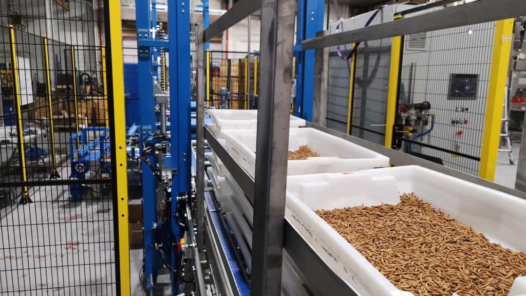 Varias cajas de tenebrio molitor en el interior de las instalaciones de Tebrio