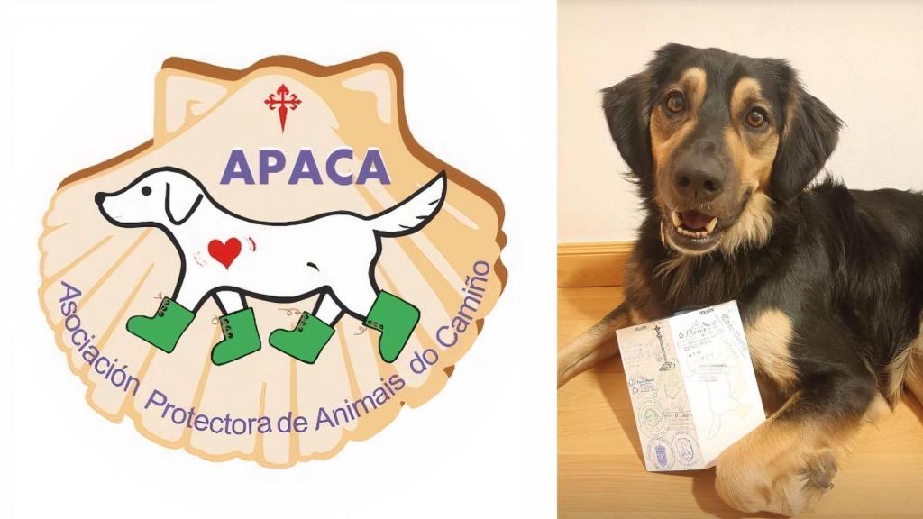 Asociación galega APACA: Temos que deixar de ver ós animais como mascotas