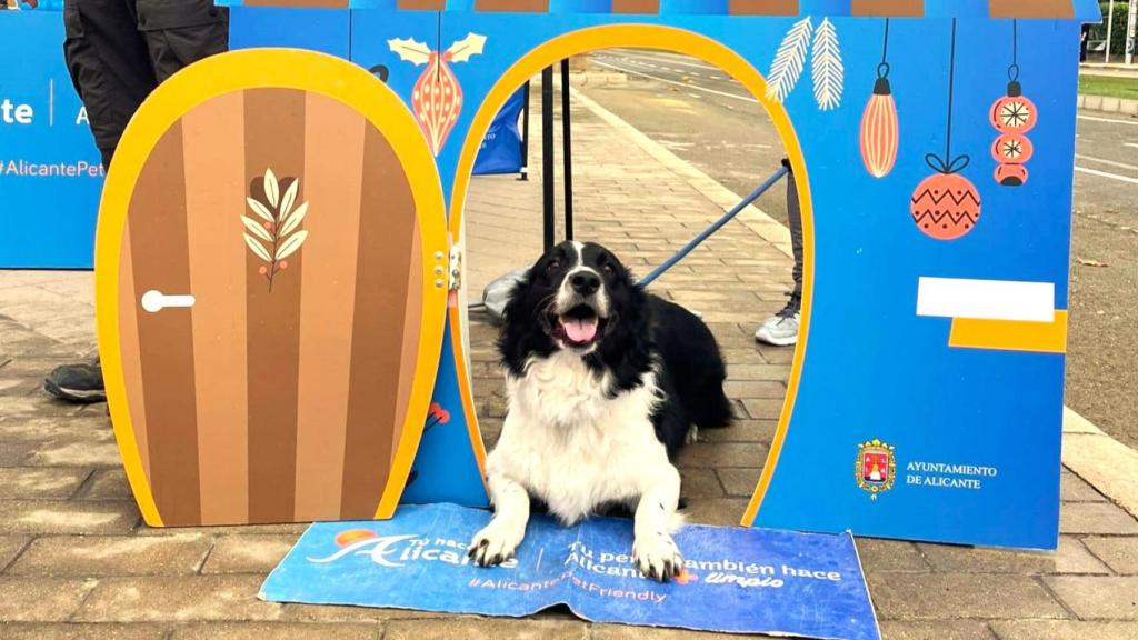 Los perros han sido protagonistas de la campaña, posando incluso en puntos dedicados.