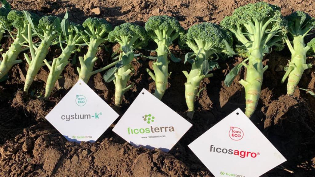 Cultivo del brócoli en el campo de México como parte de los ensayos de 'Nutrialgae'.