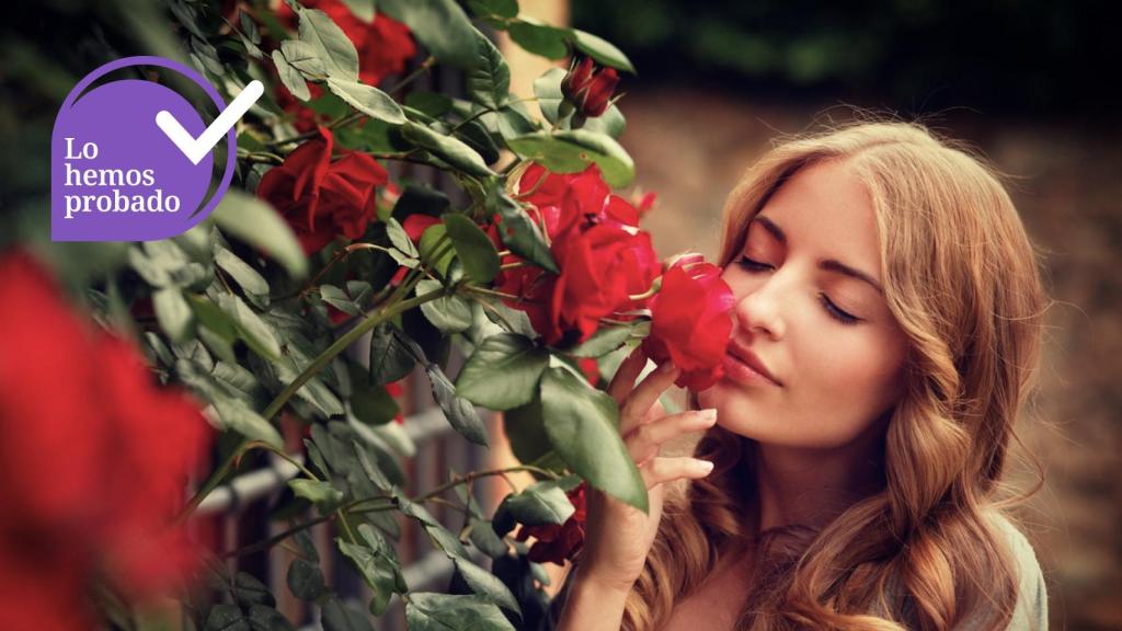 El aroma de 400 rosas en cada frasco: un perfume francés creado para evocar sentimientos
