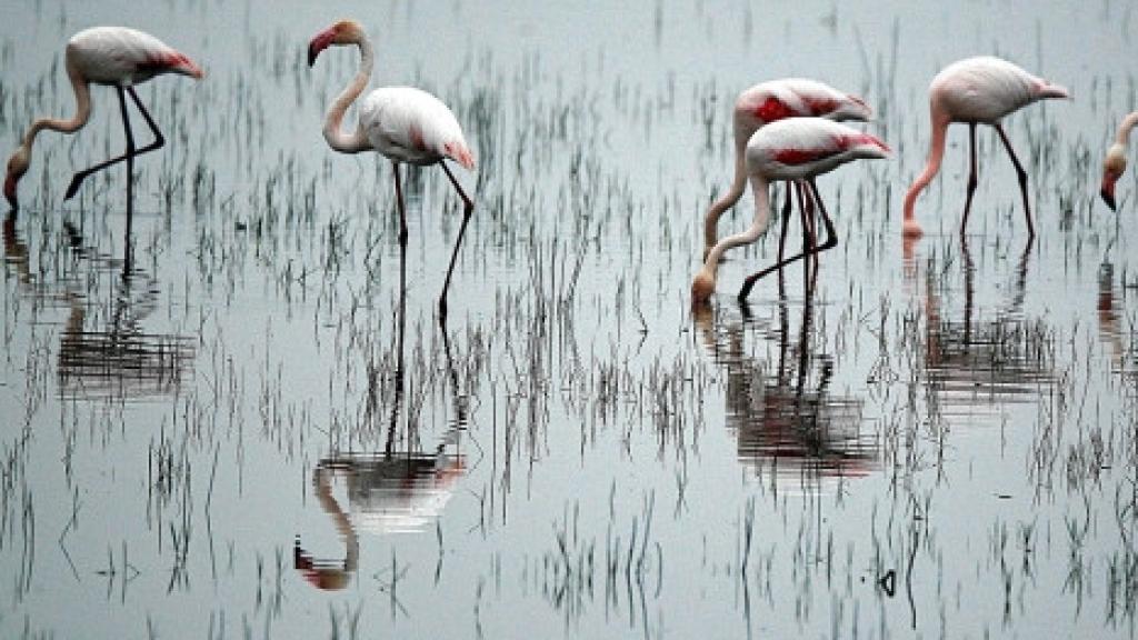 Los flamencos en las marismas de Doñana.