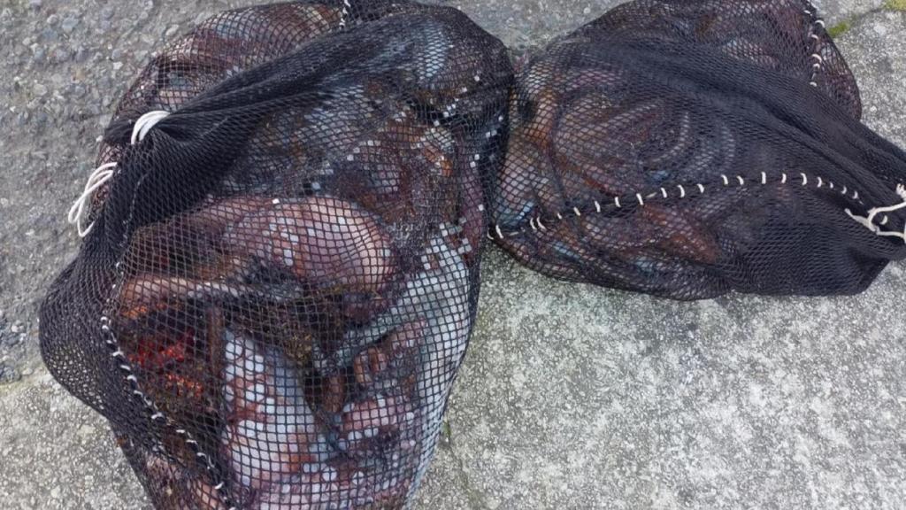 Pulpo y percebes incautados en O Portiño, en A Coruña.