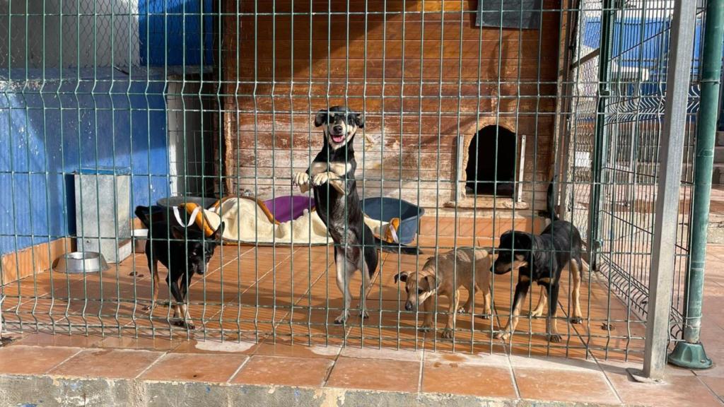 Protectora de animales de La Nucía.