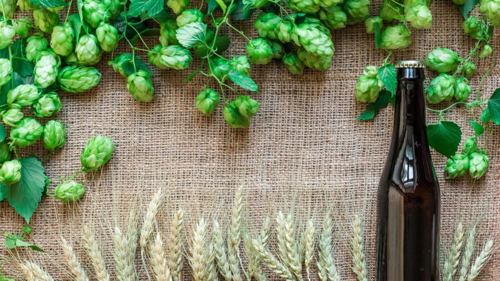 La producción de lúpulo ha caído en Europa como consecuencia de la sequía y las altas temperaturas.