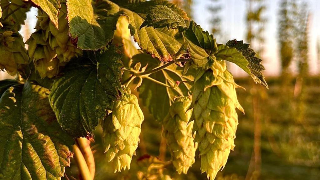 Cultivo de lúpulo ecológico en León.