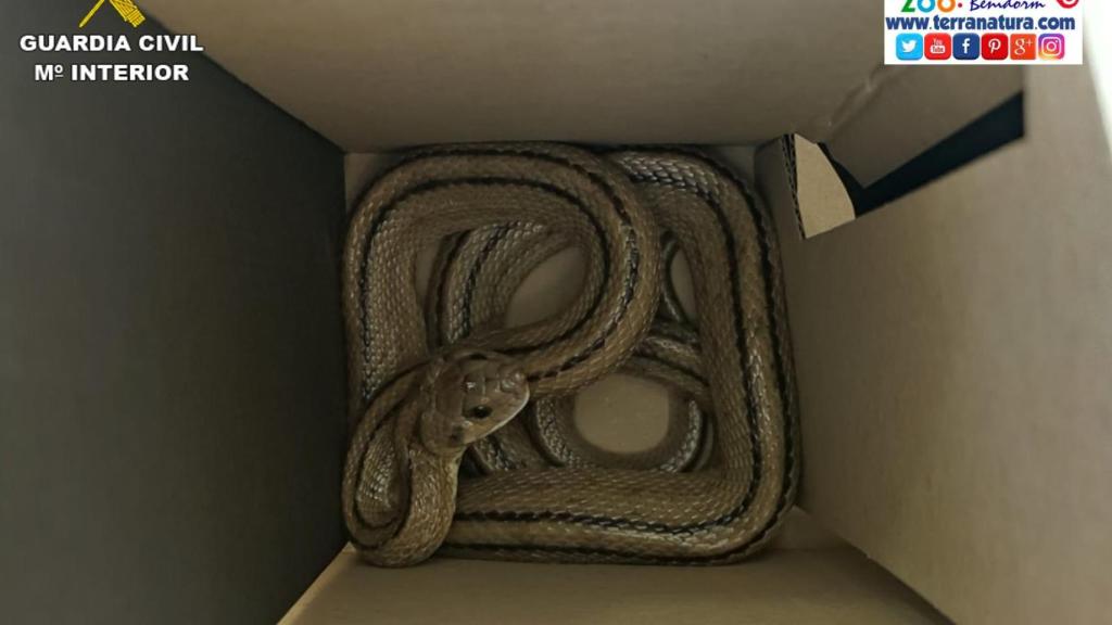 Un vecino encuentra una culebra de escalera en la calle.