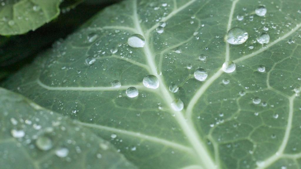 La forma de sus hojas, como si estuvieran abrazando el interior, es una de sus notas características.