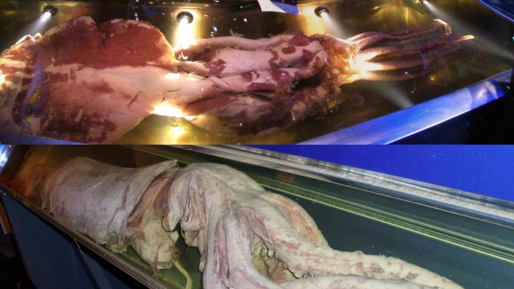 El calamar colosal (ejemplar de arriba) son ligeramente más cortos que el calamar gigante (fotografía de abajo), pero tienen un cuerpo más grande y pesado.