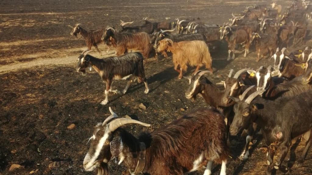 Cabras que hubo que sacrificar después del incendio