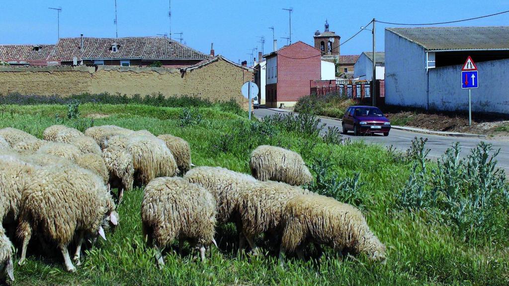 Ovejas en Tierra de Campos