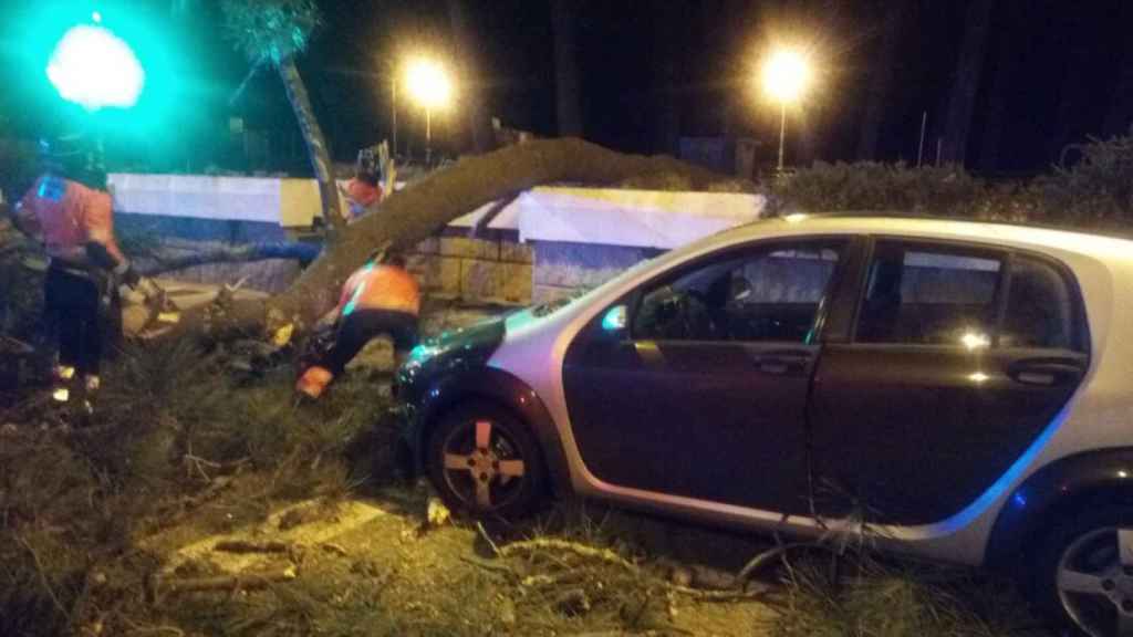 Imagen del árbol caído en Samil.