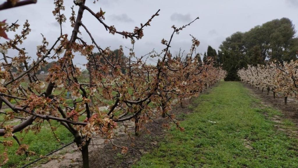 Una imagen del campo alicantino.