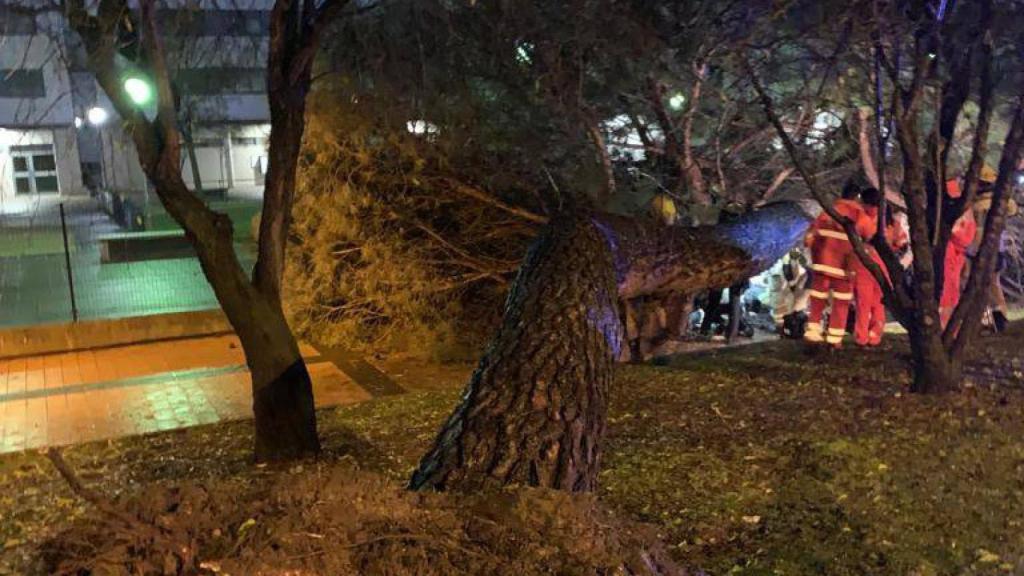 El árbol caído y los servicios de Emergencia