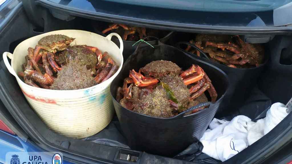 Centollas extraídas ilegalmente en Marín.