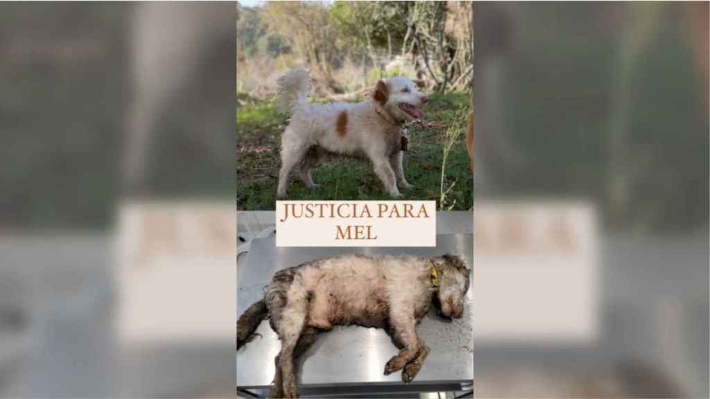 Imagen del perro que apareció muerto en el refugio ‘La Isla de Tali’.