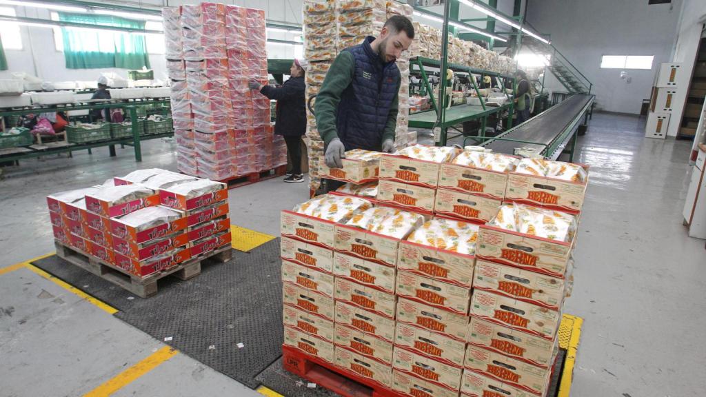 Empaquetado de uvas en Monforte del Cid (Alicante), listas para Nochevieja.