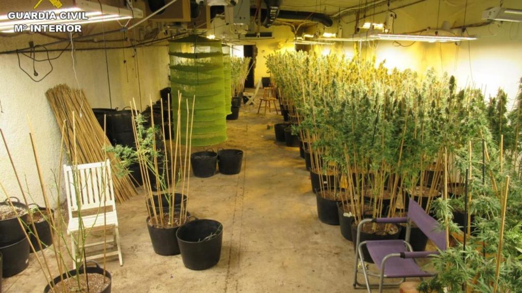 Plantación de marihuana encontrada en una nave de San Vicente del Raspeig.