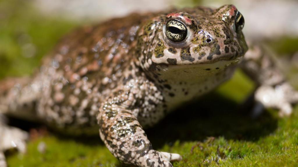 Un ejemplar de sapo 'corredor' en una imagen de archivo.